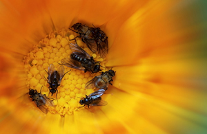 Bees on a flower